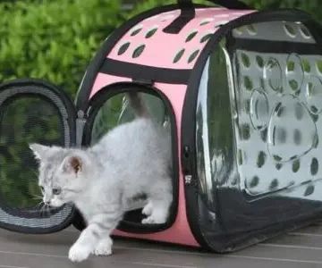 The Best Cat Carriers for Stress-Free Vet Visits | Omnia Pet