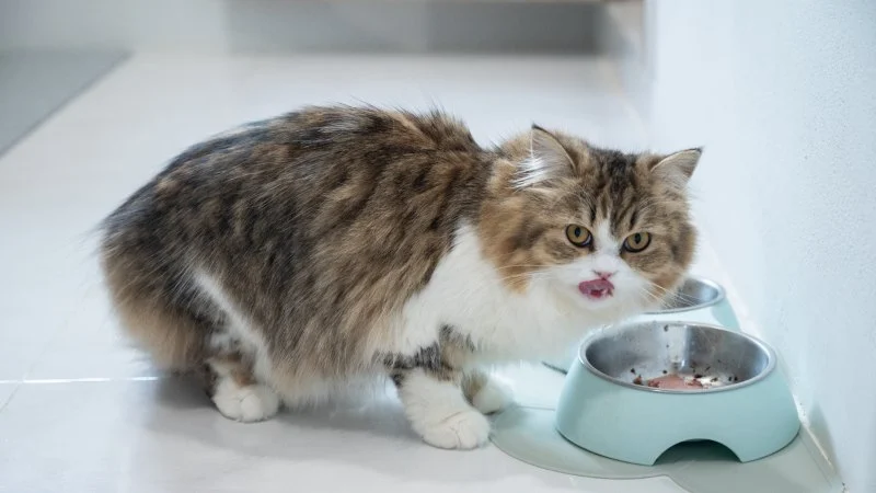 How to Stop Your Cat from Eating Too Fast and Vomiting