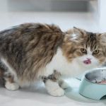 How to Stop Your Cat from Eating Too Fast and Vomiting