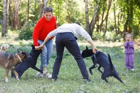 How to Safely Break Up a Dog Fight Without Getting Injured