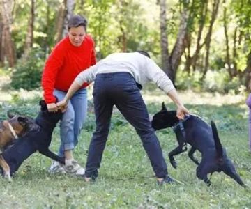 How to Safely Break Up a Dog Fight Without Getting Injured