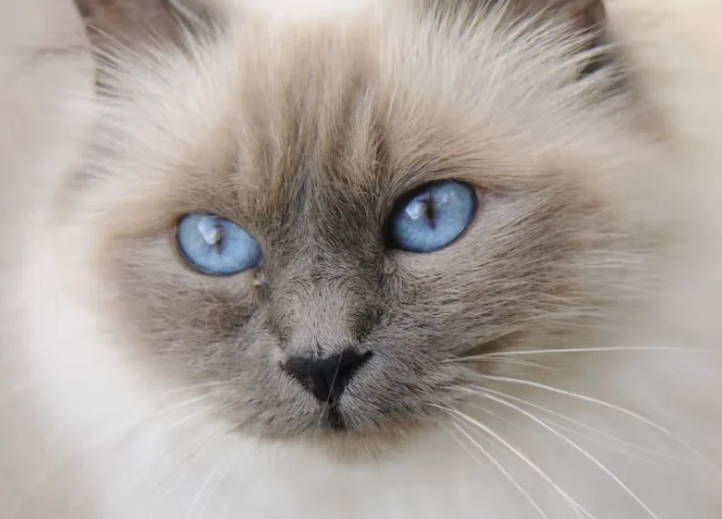 The Best Diet for a Birman Kitten's Blue Eyes: A Complete Guide