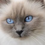 The Best Diet for a Birman Kitten's Blue Eyes: A Complete Guide