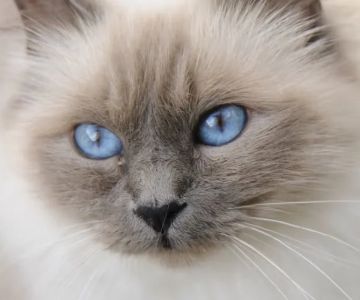 The Best Diet for a Birman Kitten's Blue Eyes: A Complete Guide