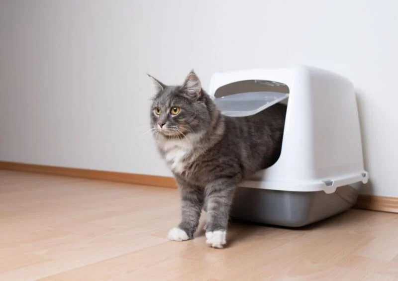 How to Choose the Best Litter Box Location for Your Kitten's Needs