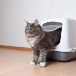 How to Choose the Best Litter Box Location for Your Kitten's Needs