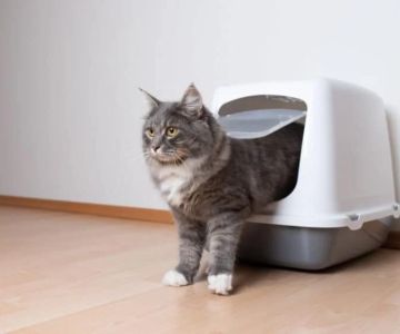 How to Choose the Best Litter Box Location for Your Kitten's Needs