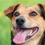 Why Is My Dog Panting So Much? Normal Behavior vs. Emergency