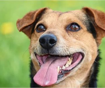 Why Is My Dog Panting So Much? Normal Behavior vs. Emergency