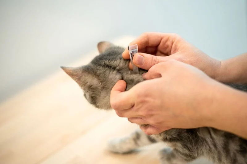 The Best Way to Remove a Tick from a Kitten