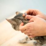 The Best Way to Remove a Tick from a Kitten