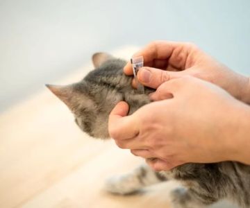 The Best Way to Remove a Tick from a Kitten