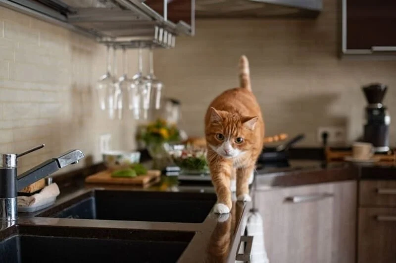 How to Stop Your Cat from Getting on the Kitchen Counter