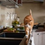 How to Stop Your Cat from Getting on the Kitchen Counter