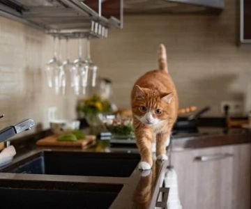 How to Stop Your Cat from Getting on the Kitchen Counter