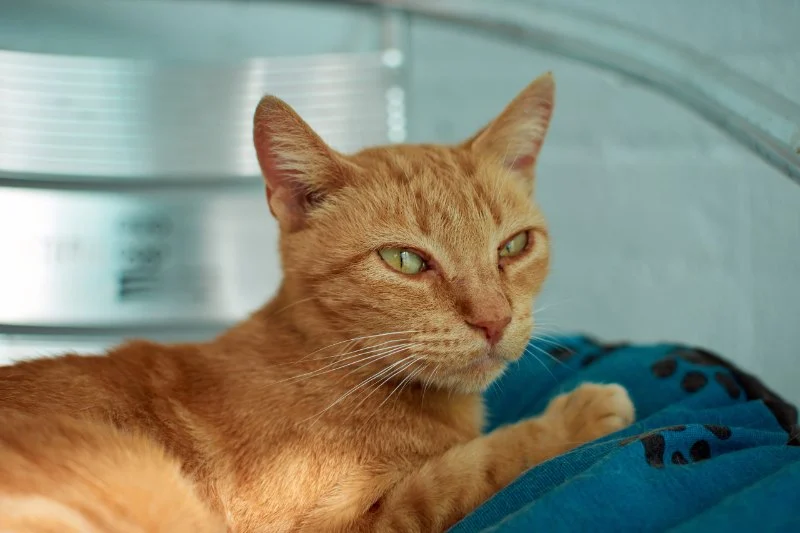 Understanding FIV and FeLV in Cats: Transmission, Symptoms, and Care