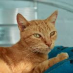 Understanding FIV and FeLV in Cats: Transmission, Symptoms, and Care
