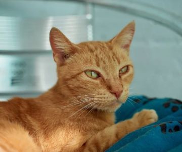 Understanding FIV and FeLV in Cats: Transmission, Symptoms, and Care