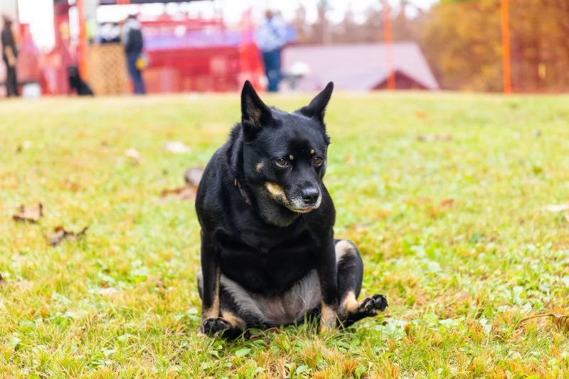 Why Is My Dog Scooting? Common Causes and Solutions