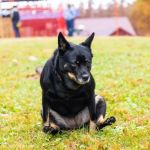 Why Is My Dog Scooting? Common Causes and Solutions