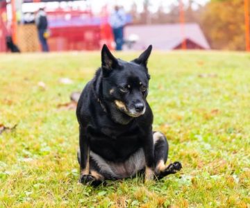 Why Is My Dog Scooting? Common Causes and Solutions