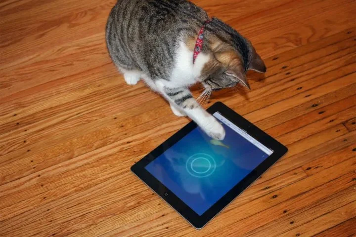 The Best Interactive Apps for Entertaining Your Kitten>