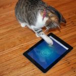 The Best Interactive Apps for Entertaining Your Kitten>