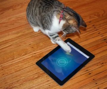 The Best Interactive Apps for Entertaining Your Kitten>
