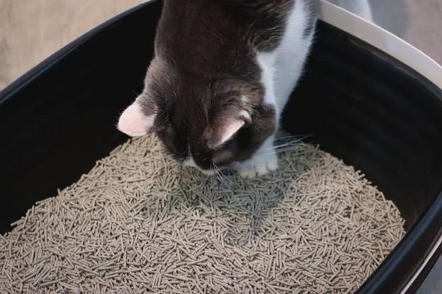 How to Stop Your Kitten from Eating Litter: Tips and Solutions