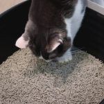 How to Stop Your Kitten from Eating Litter: Tips and Solutions