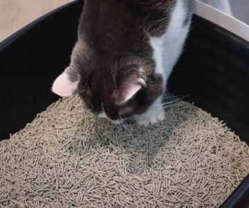 How to Stop Your Kitten from Eating Litter: Tips and Solutions