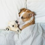 Understanding Dog Dreams: Do They Really Dream Like Us?