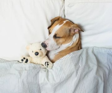Understanding Dog Dreams: Do They Really Dream Like Us?