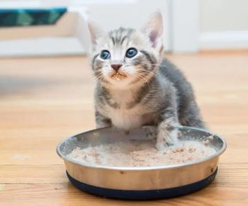 Understanding Kitten Weaning: How to Transition to Solids