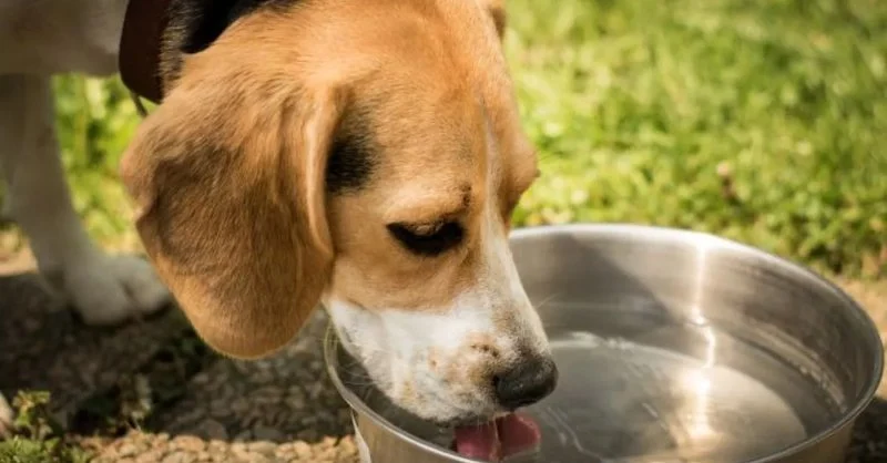 Why Is My Dog Drinking So Much Water? Potential Health Issues and What to Do
