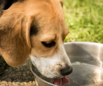 Why Is My Dog Drinking So Much Water? Potential Health Issues and What to Do