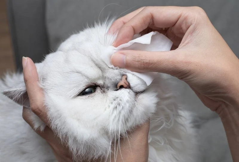 How to Keep Your Kitten's Eyes Clean and Free of Discharge