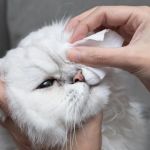 How to Keep Your Kitten's Eyes Clean and Free of Discharge