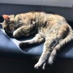 Why Do Kittens Like to Sleep in Sunbeams? Discover the Benefits of Sunbathing