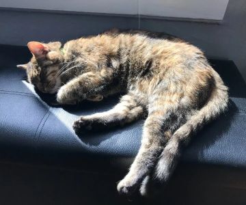 Why Do Kittens Like to Sleep in Sunbeams? Discover the Benefits of Sunbathing