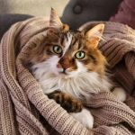 The Top 10 Most Independent Kitten Breeds: Find the Perfect Feline Companion