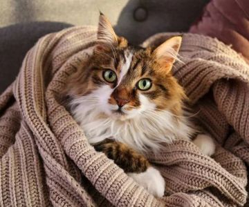 The Top 10 Most Independent Kitten Breeds: Find the Perfect Feline Companion