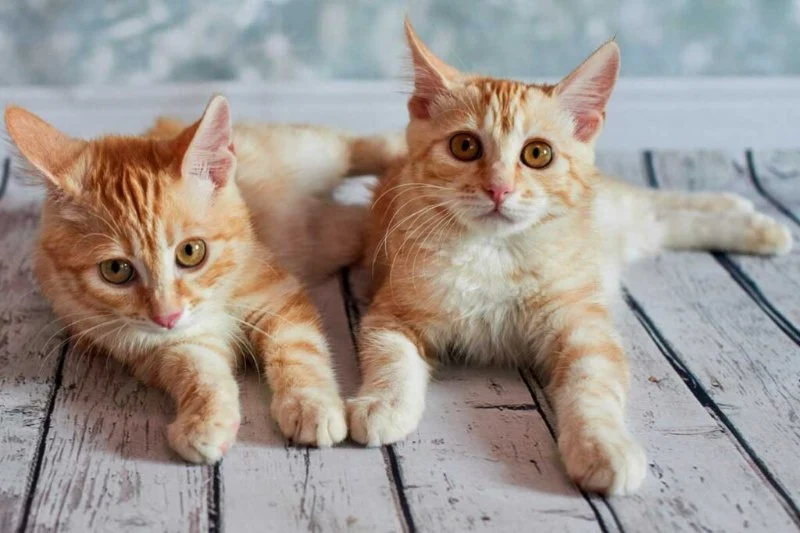 How to Introduce a New Kitten to an Older Cat Without Stress