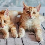 How to Introduce a New Kitten to an Older Cat Without Stress