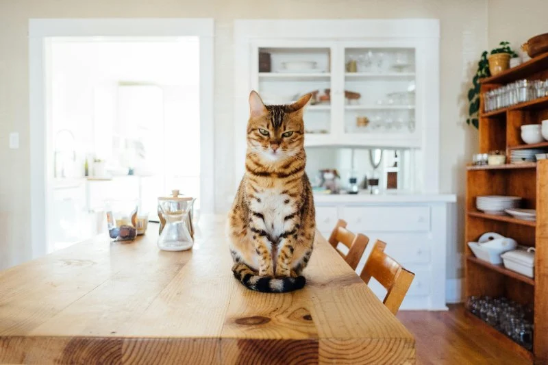 How to Stop Your Cat from Knocking Things Off Counters: Tips and Solutions
