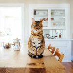 How to Stop Your Cat from Knocking Things Off Counters: Tips and Solutions