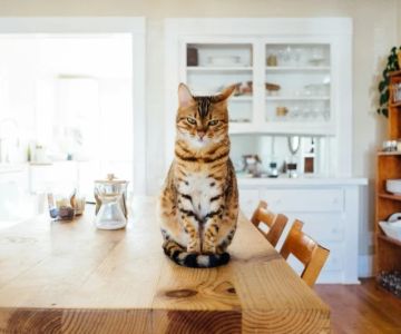 How to Stop Your Cat from Knocking Things Off Counters: Tips and Solutions