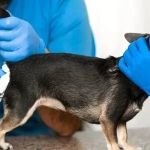 Everything You Need to Know About Anal Gland Expression in Dogs
