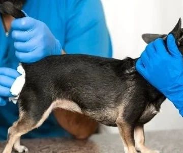 Everything You Need to Know About Anal Gland Expression in Dogs