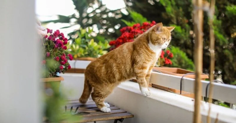 How to Keep Your Kitten from Falling Off Balconies